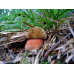 Мицелий Дубовика крапчатого (Boletus erythropus)